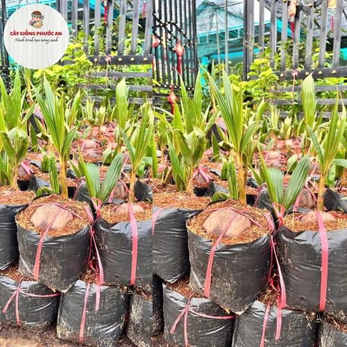 Giống Cây Dừa