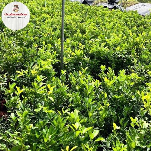 Giống Cây Tắc