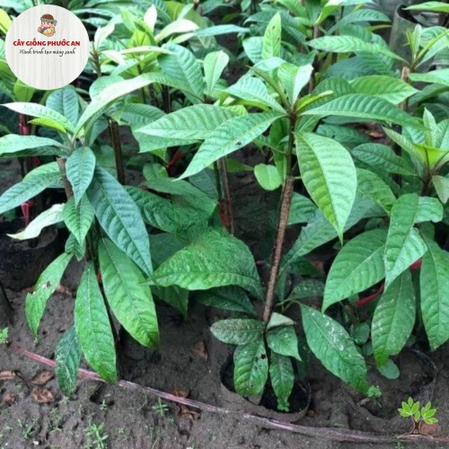 Giống Cây Sapo